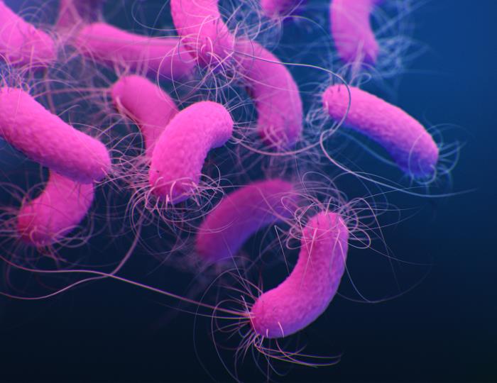 image of the bacterium Pseudomonas aeruginosa